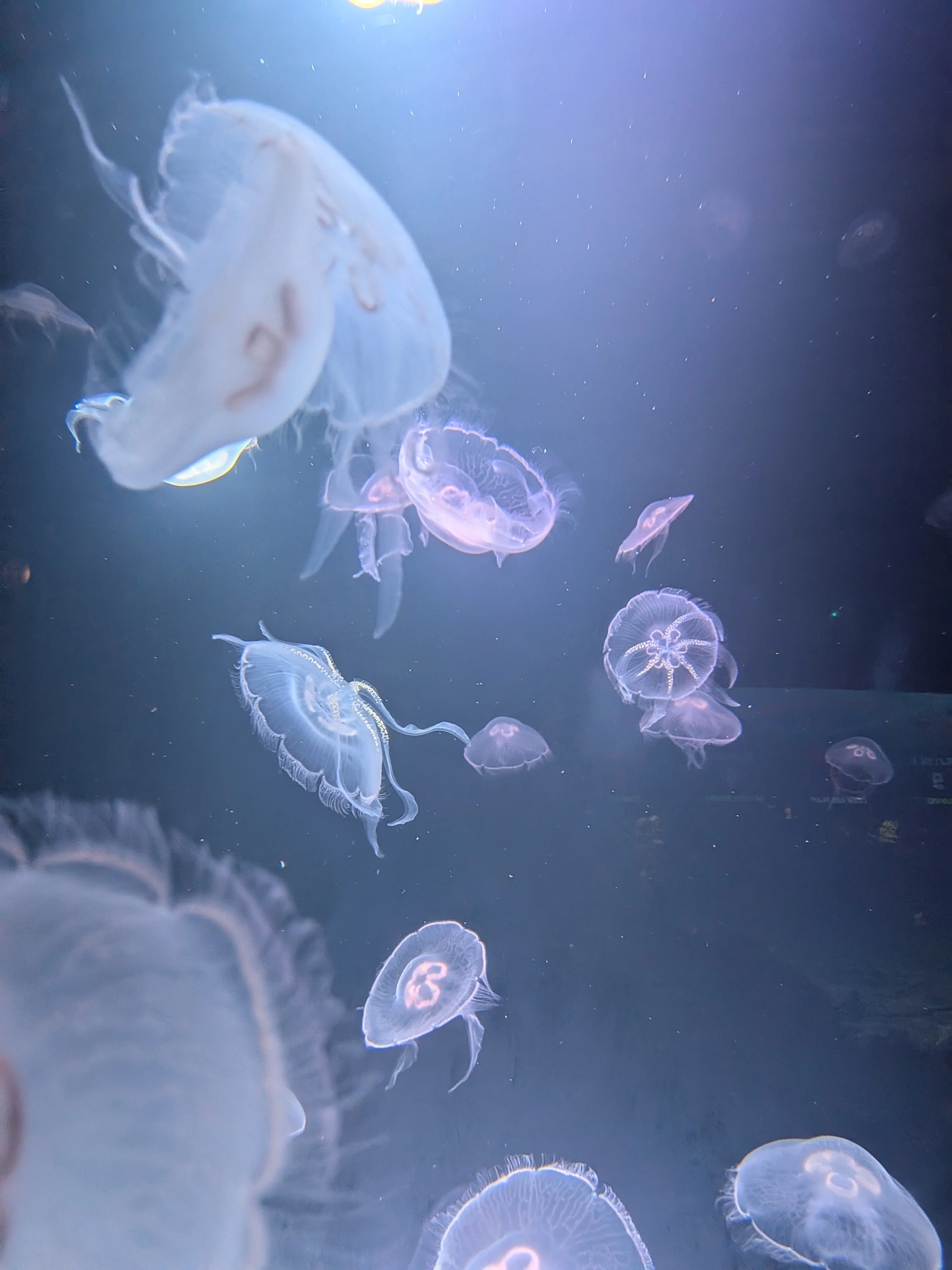 Jellyfish
